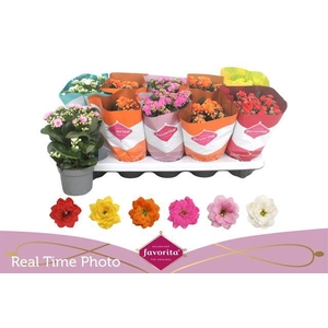 KAL GE PERF GEM 6 KL