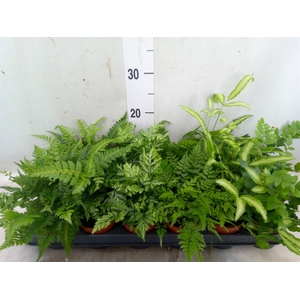 Ferns   ...mix