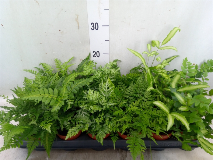<h4>Ferns   ...mix</h4>