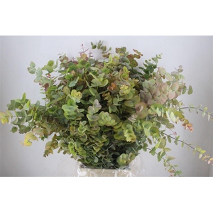 Euca Stuartiana Autumn P Bunch