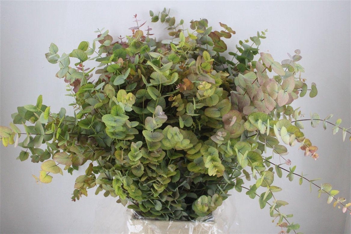 <h4>Euca Stuartiana Autumn P Bunch</h4>