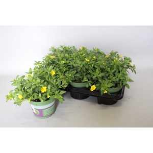Calibrachoa Yellow