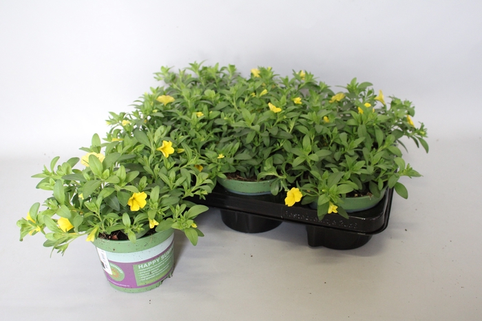 <h4>Calibrachoa Yellow</h4>