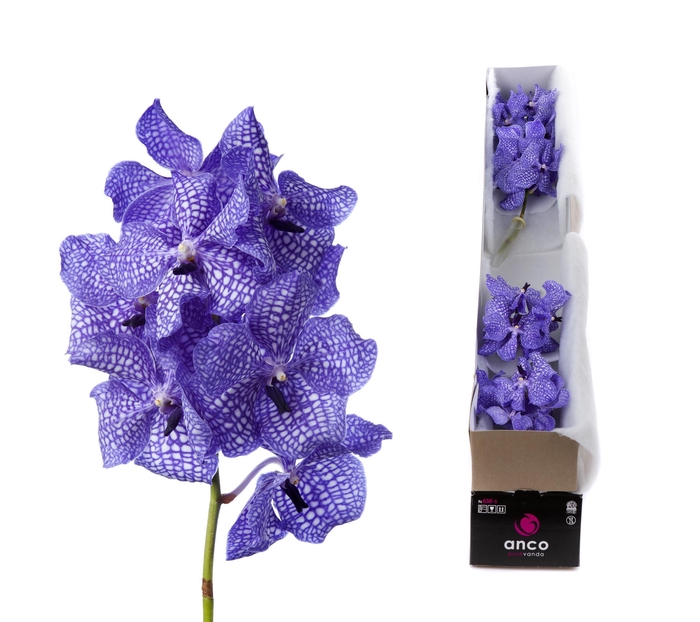 <h4>Vanda Kanchana Delft Blue X5</h4>