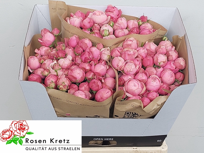 <h4>R TR SILVA PINK+</h4>