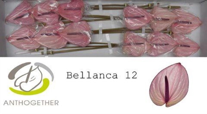 <h4>Anthurium andr. 'Bellanca'</h4>