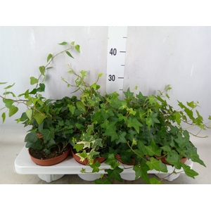 Hedera   ...mix
