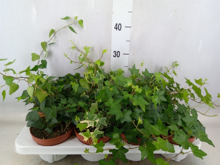 <h4>Hedera   ...mix</h4>