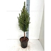 Picea Gl Conica Op Stam