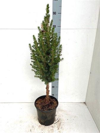Picea Gl Conica Op Stam