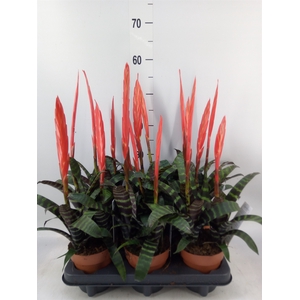Vriesea  'Era'