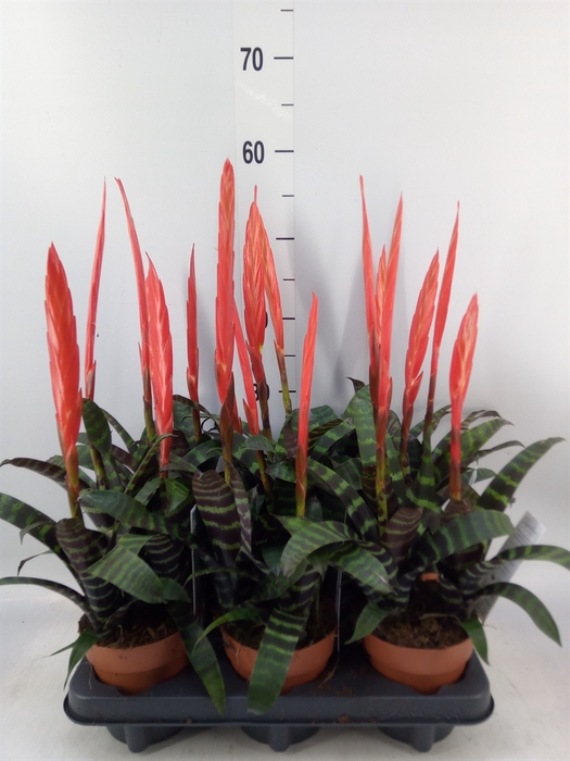 <h4>Vriesea  'Era'</h4>
