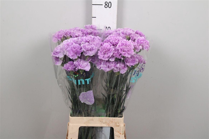 <h4>Di St Moonaqua</h4>