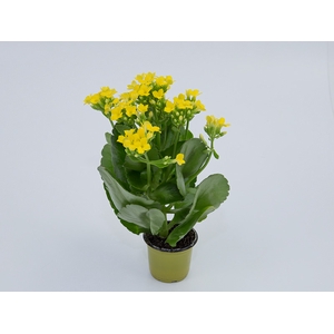 KALANCHOE MINI P06 AMARELO