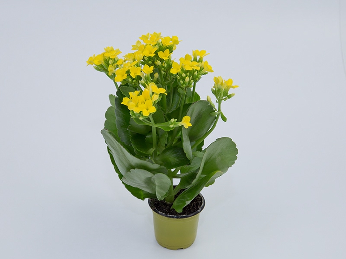 <h4>KALANCHOE MINI P06 AMARELO</h4>