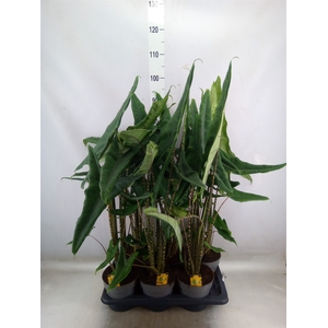 Alocasia   ...