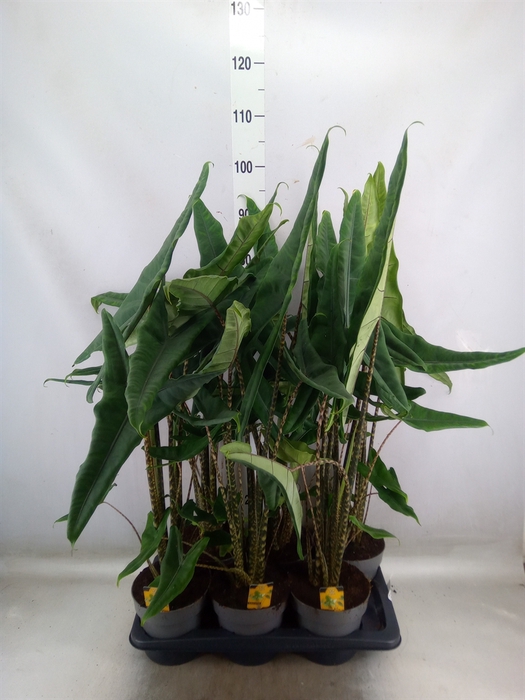 <h4>Alocasia   ...</h4>