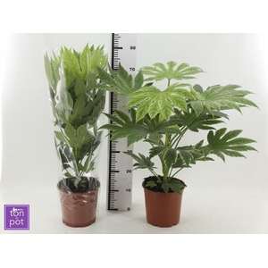 FATSIA OV