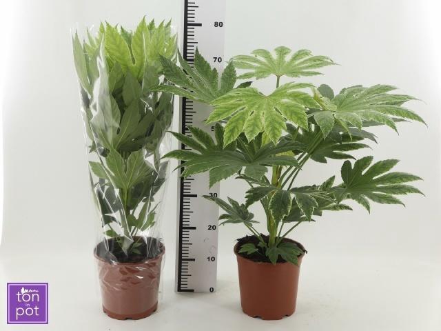<h4>FATSIA OV</h4>