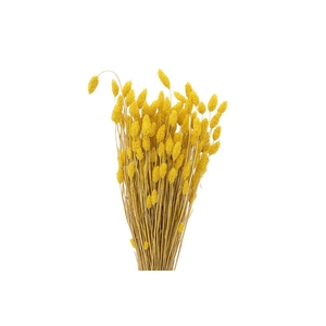 Dried Phalaris X5 Yellow Bunch