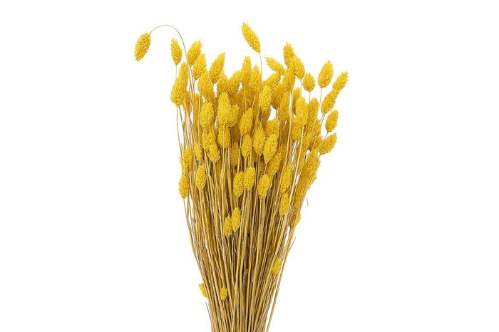 <h4>Dried Phalaris X5 Yellow Bunch</h4>