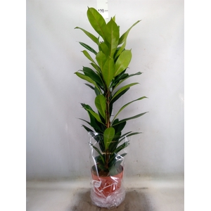 Ficus cyathistipula