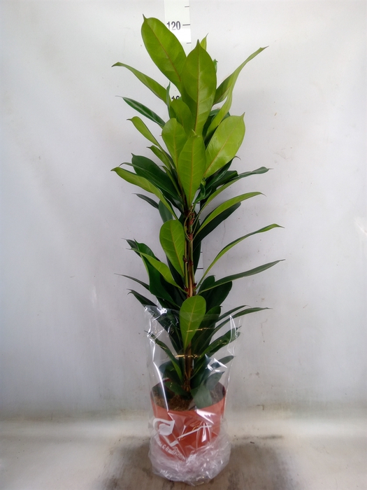 <h4>Ficus cyathistipula</h4>