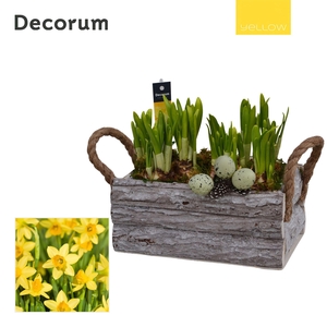 Narcis Twigs Box HL15795 [YELLOW]