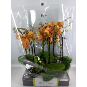 Phalaenopsis   ...orange