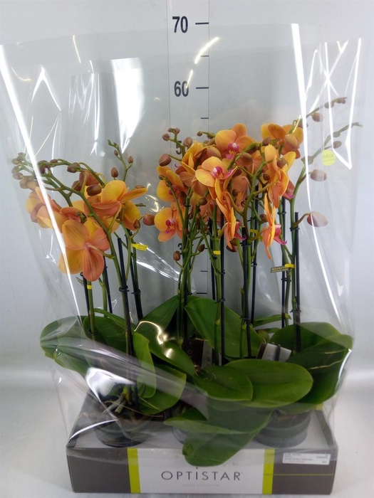 <h4>Phalaenopsis ...orange</h4>