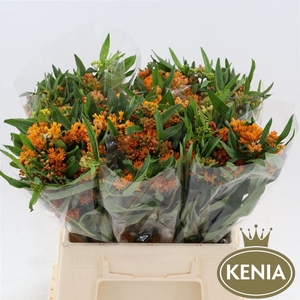 Asclepias Tuberosa