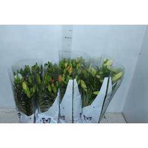 LIRIO VARIADO P15