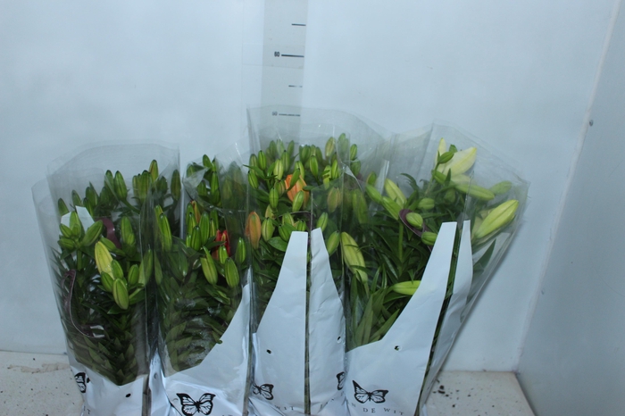 <h4>LIRIO VARIADO P15</h4>
