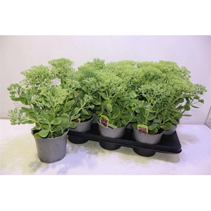 Sedum Telephium