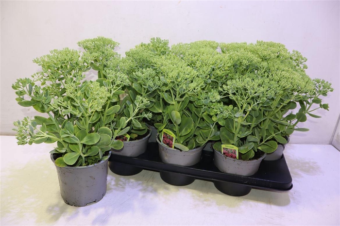 <h4>Sedum Telephium</h4>