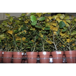 FICUS DELTOIDEA P14
