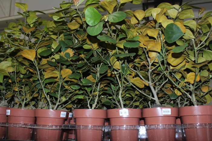 <h4>FICUS DELTOIDEA P14</h4>