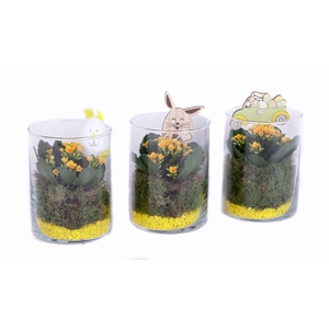 Opgemaakt cilinder glas met mos, kalanchoe, steentjes en bijst.
