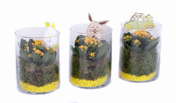 <h4>Opgemaakt cilinder glas met mos, kalanchoe, steentjes en bijst.</h4>