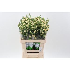 Dianthus TR 'Creme Intermezzo'