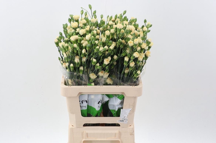 <h4>Dianthus TR 'Creme Intermezzo'</h4>