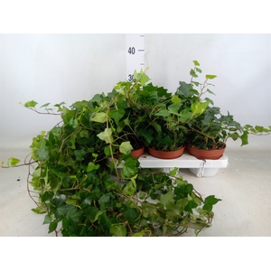 Hedera helix 'Wonder'