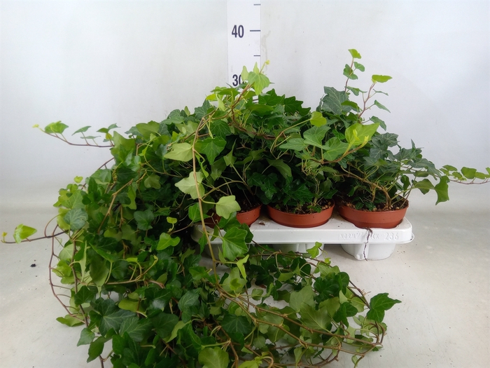 <h4>Hedera helix 'Wonder'</h4>