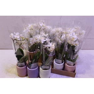 Phal Mini
