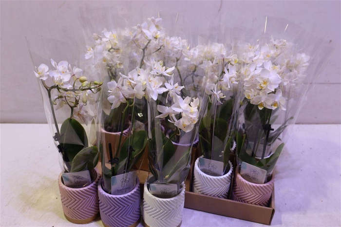 <h4>Phal Mini</h4>