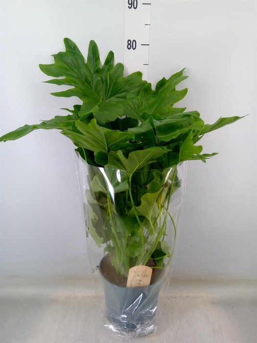 <h4>Philodendron   ...</h4>