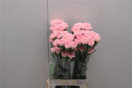 <h4>Di St Doncel</h4>