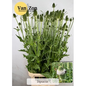 DIPSACUS FULLONUM DIPSACUS