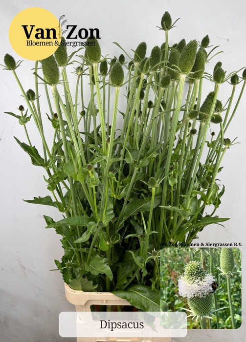 <h4>DIPSACUS FULLONUM DIPSACUS</h4>