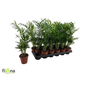 CHAMAED ELEGANS P9